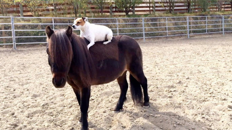 Приключения Долли и Спанки 2